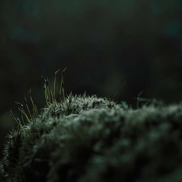 Forest Moss