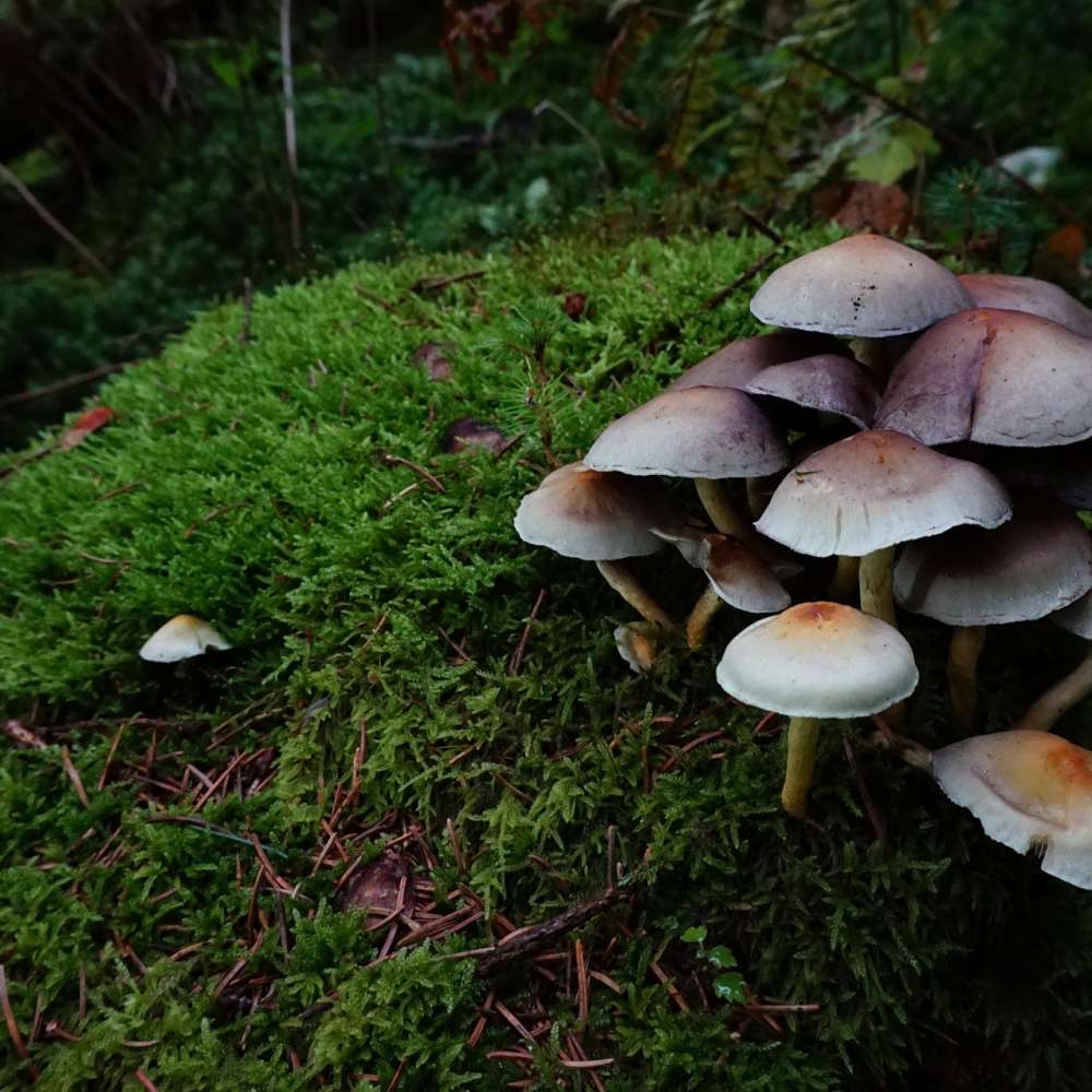 Forest Mushroom